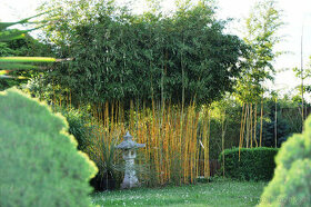 Bambusy - mrazuvzdorné sazenice k jarní výsadbě