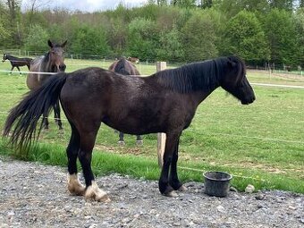 welsh pony C klisna 6 let