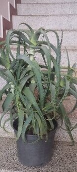 Aloe - 1