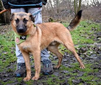 AMIGO K ADOPCI - 1 ROK, HRAVÝ, PŘÁTELSKÝ, VHODNÝ K DĚTEM - 1