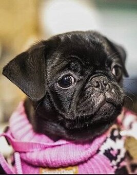 Mops