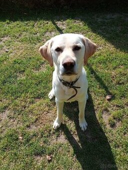 Labrador křížený s retrívrem