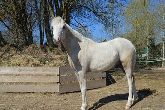 Roční pony valach