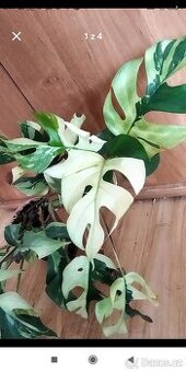 Monstera minima albo