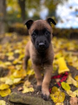 Belgický ovčák - Malinois