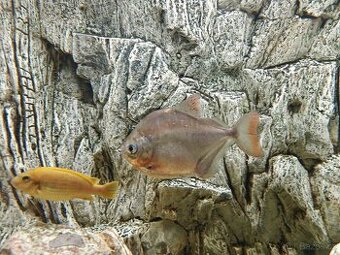 Metynnis silver dollar - Piraň Tetra Rostlinožravá