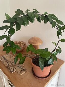 Pokojové rostliny- voskovka, tchýnin jazyk, pothos