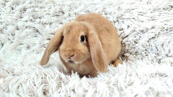 Zakrslý beránek, králíček, králík - JAYDEN