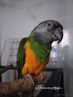 Papoušek Senegalský 7 let