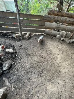 Miniprasatka götingenské