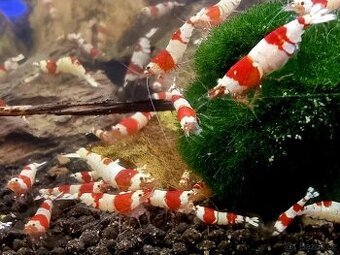 Prodám top krevetky