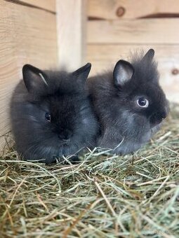 Zakrslí králíčci