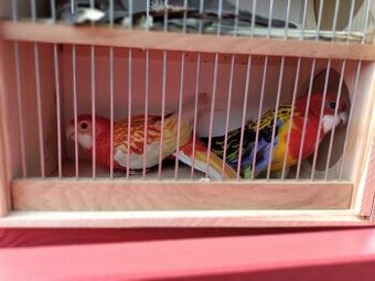 Rosely pestré, korely, andulky, nádherný