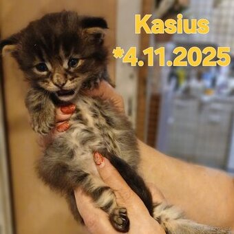 Mainska mývalí koťata s PP