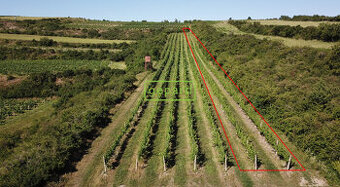 Prodej vinice 2166m² Starovice u Hustopečí - 1