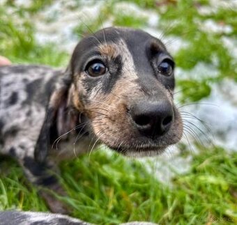 Trpasličí  jezevčík