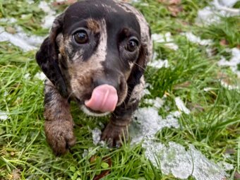 Trpasličí  jezevčík