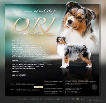 Australský ovčák - krytí chovným psem