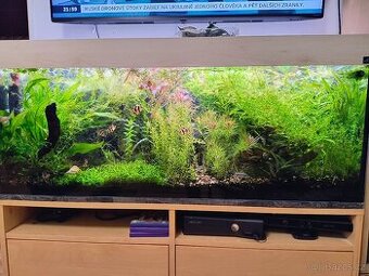 Nabízím akvarijní rostliny- 13 druhů