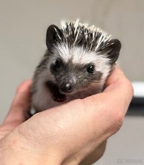 Ježek bělobřichý