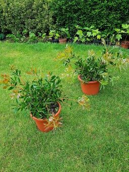 Štětkovec, Calistemon, trvalky,