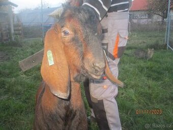 Prodám Anglo-nubijského kozla s POP