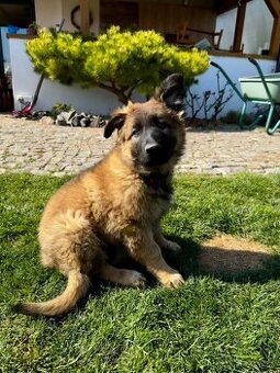 Prodám štěně něměckého ovčáka