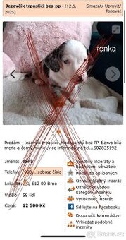 Jezevčík trpasličí