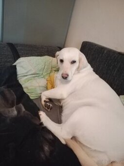 Daruji krizence labradora