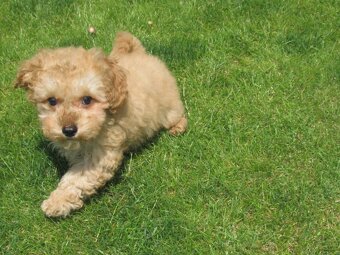 Maltipoo štěňátka