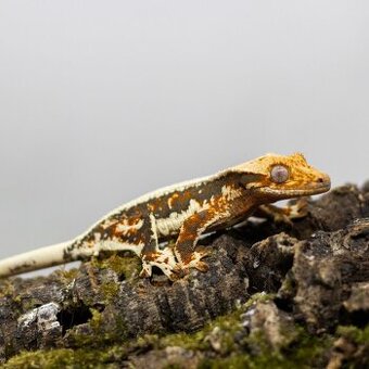 GeckoSVK - Pagekóny a krmivá - 1