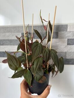 Philodendron scandens Micans
