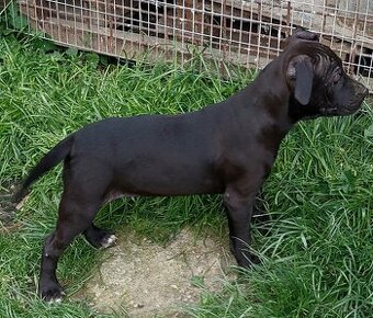 americky pitbulterier s pp