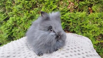 Zakrslý králík, králíček -(TEDDY)-OLAF,OLINA,OLIVER
