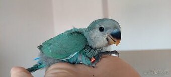 Agapornis růžohrdlý ručně dokrmený