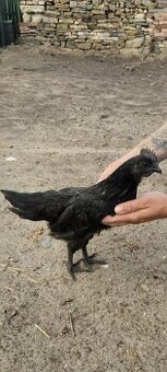 Ayam Cemani kohout