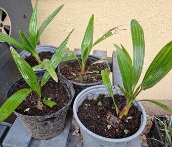 Trachycarpus fortunei - palma