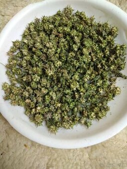 Kotvičník zemní - semena