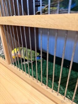 Agapornis ruzohrdlý letošní