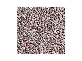 Volně ložená krmná pšenice