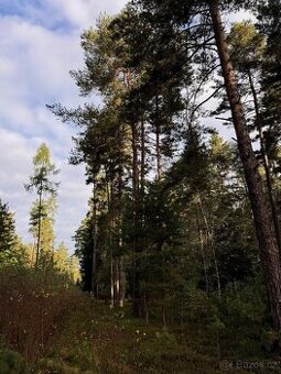 Prodám lesní pozemky v k.ú. Ločenice, p.č. 1452 a 1453