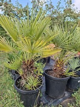 Palma chamaerops humilis