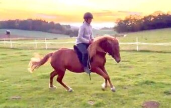 Pony x QH Klisna 3,5roku