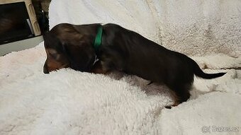 PES JAZVECIK TMAVA SRST