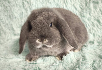 ⭐️ Vánoční ⭐️ Zakrslí beránci 🍀⭐️🍀