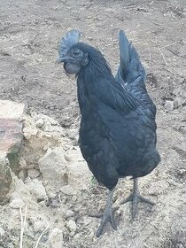 Ayam Cemani - kohout - 1