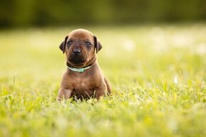 Rhodéský ridgeback štěně - poslední chlapeček volný