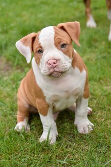 Šteniatka American bully s pp na predaj