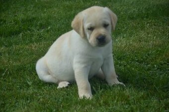 Labrador