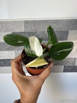 Monstera standleyana,,COBRA'' panašovaná
